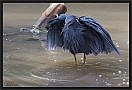zwarte reiger_MG_6859